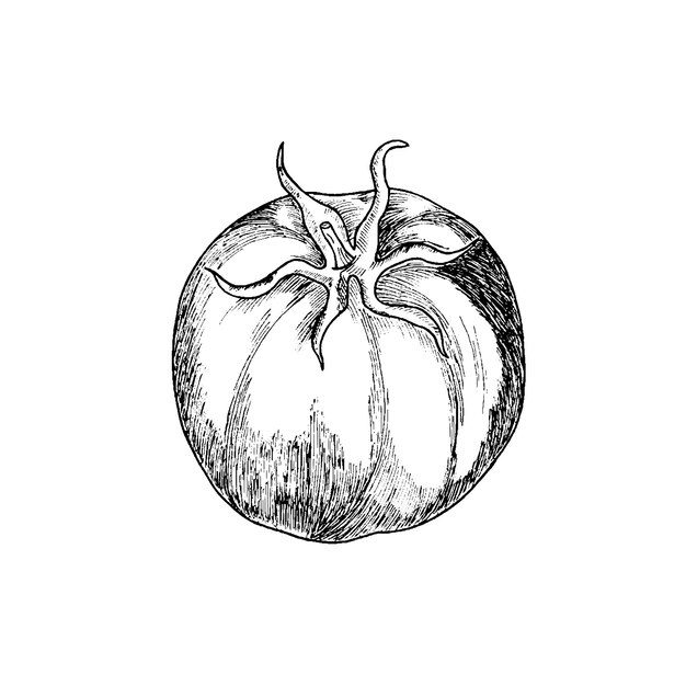 Ilustración vectorial de una planta de tomate Imitación del estilo del tablero de cero Una imagen dibujada a mano