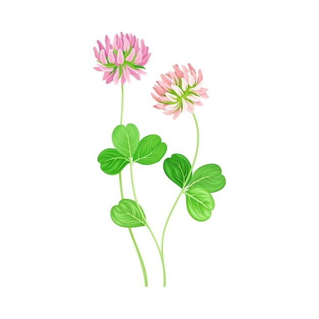Ilustración vectorial de la planta de trébol con densos picos de flores púrpuras y hojas trifoliadas fibrosas