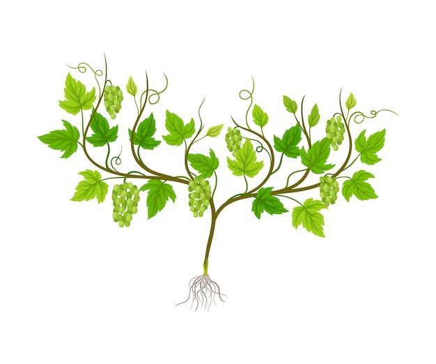 Vector ilustración vectorial de la planta de uva con vides y racimo de uvas