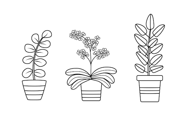 Ilustración vectorial de plantas de interior para el interior