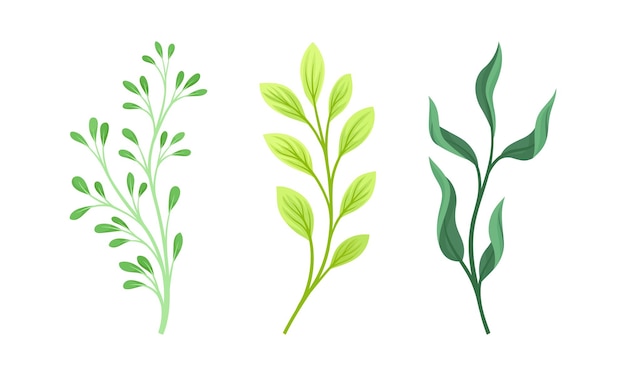 Ilustración vectorial de plantas de prado forestal verde, hierbas y hierbas