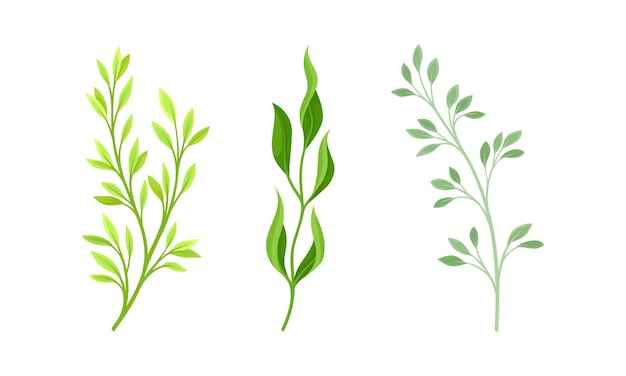 Ilustración vectorial de plantas verdes, hierbas y hierbas