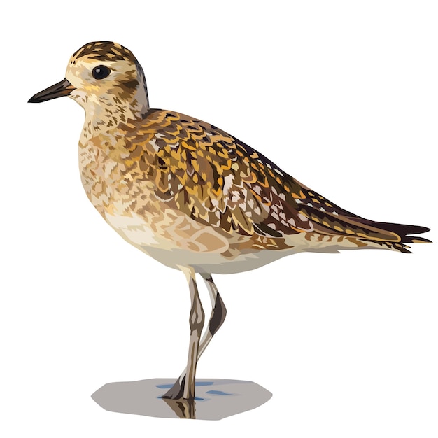 Ilustración vectorial de Plover Dorado de pie en el barro