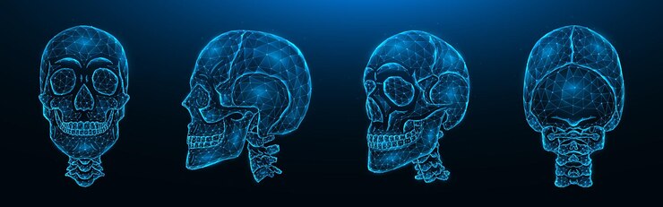 Vector ilustración vectorial poligonal de cráneos humanos, vistas frontal, lateral y posterior. conjunto de modelos de baja poli de cráneos con columna cervical aislada