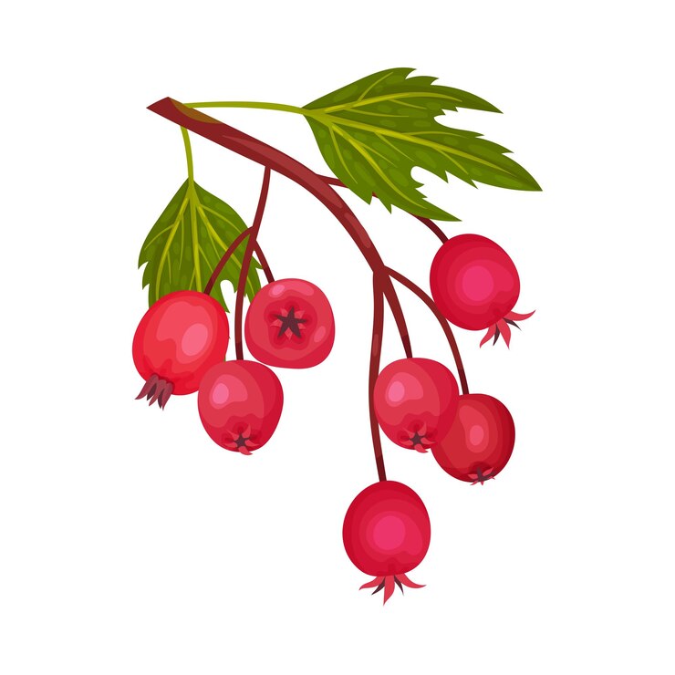 Vector ilustración vectorial de un racimo de bayas redondas de espino rojo colgando de una rama de árbol