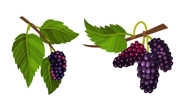 Vector ilustración vectorial de racimos de uvas púrpuras maduras con hojas
