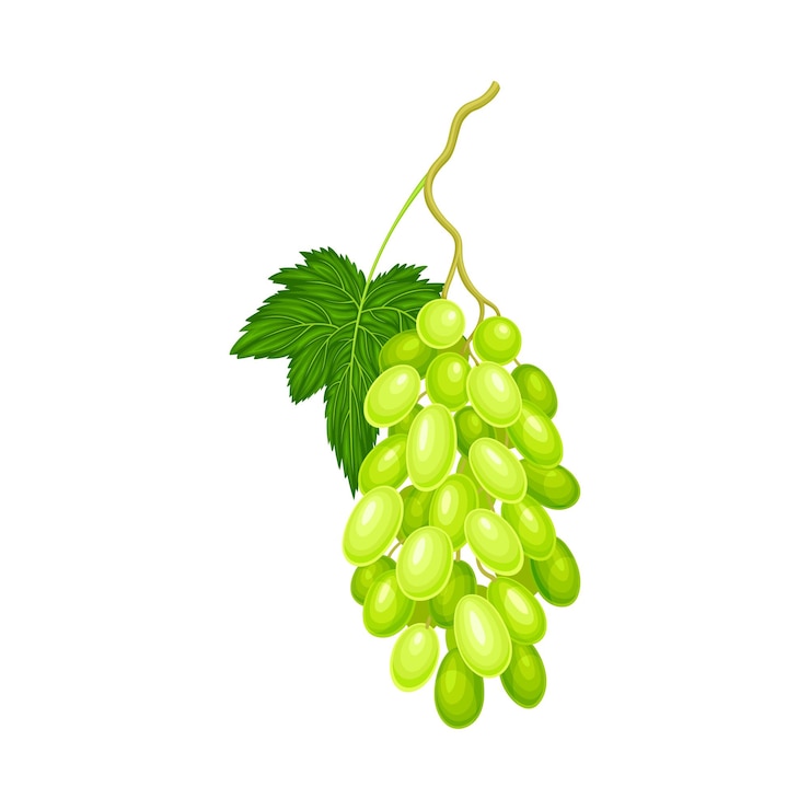 Vector ilustración vectorial de racimos de uvas verdes con bayas maduras y jugosas