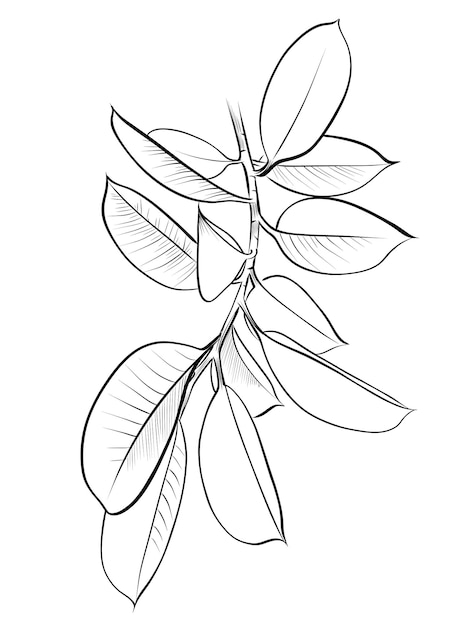 Ilustración vectorial de la rama de ficus altissima dibujada a mano