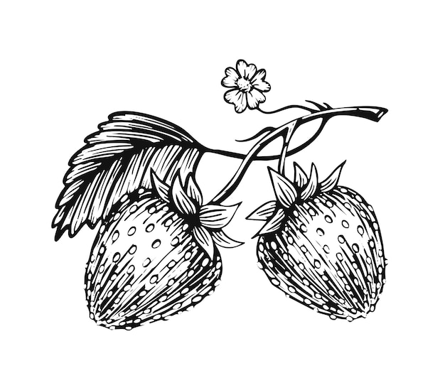Ilustración vectorial de rama de fresa dibujada a mano con hojas y flores