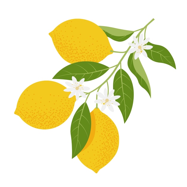 Ilustración vectorial de la rama de limón en estilo plano