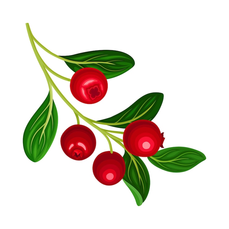 Vector ilustración vectorial de la rama de lingonberry con hojas ovaladas que llevan frutas rojas comestibles