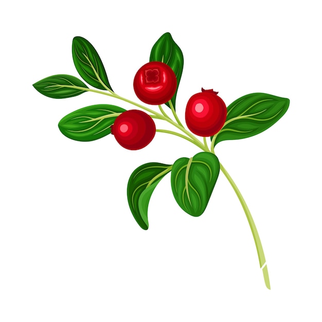 Ilustración vectorial de la rama de lingonberry con hojas ovaladas que llevan frutas rojas comestibles