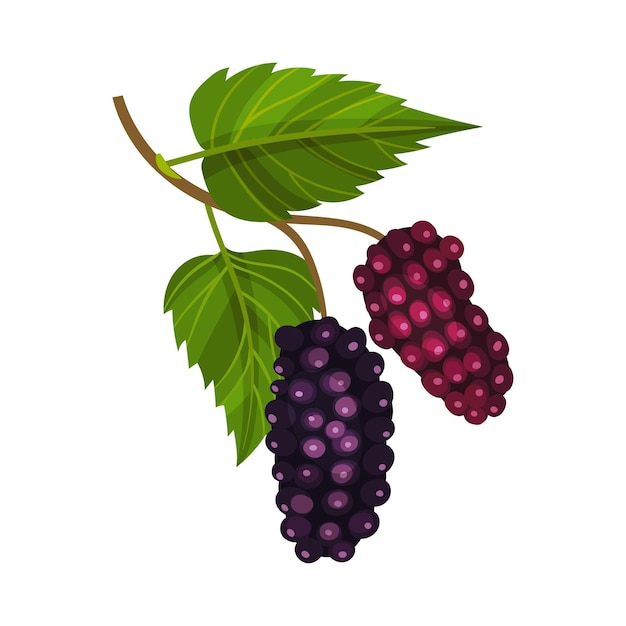 Ilustración vectorial de una rama de morera con hojas lobuladas y bayas negras completamente maduras