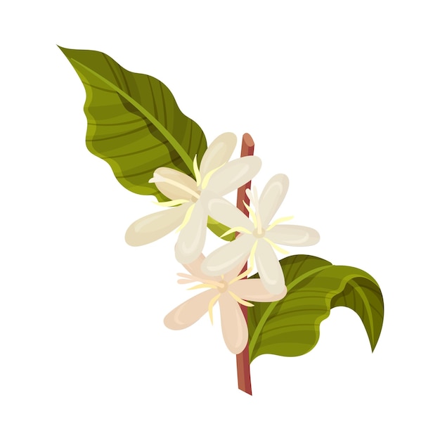 Vector ilustración vectorial de la rama de la planta de café con flores en flor