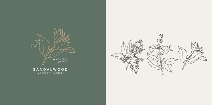Ilustración vectorial rama de sándalo vintage estilo grabado Composición del logotipo en estilo retro botánico
