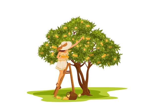 Vector ilustración vectorial realista del árbol de limón. mujer recogiendo limones en la escalera con un gran sombrero de paja.