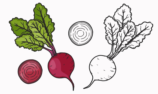 Ilustración vectorial de remolacha roja remolacha entera y cortada dibujo de líneas y coloreo vegetal plano