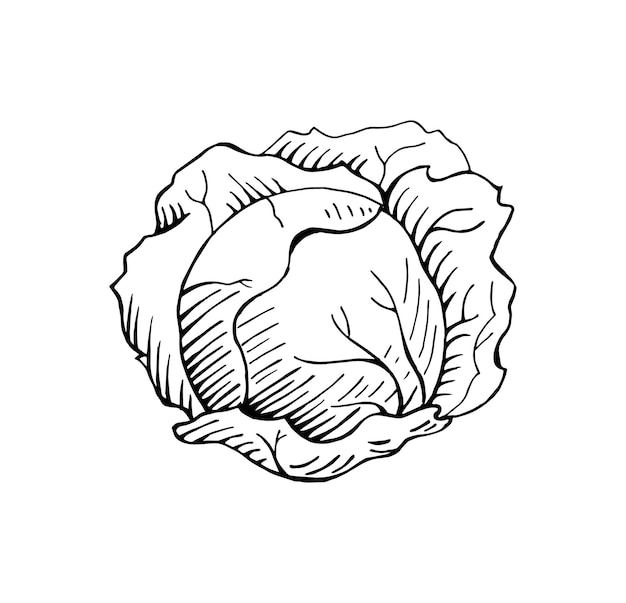 Ilustración vectorial de repollo dibujada a mano