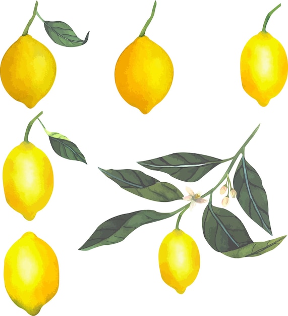 Ilustración vectorial de rodajas de limones jugosos y frutas jugosas de limones amarillos brillantes enteros