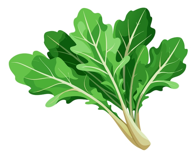 Ilustración vectorial de rúcula en fondo blanco