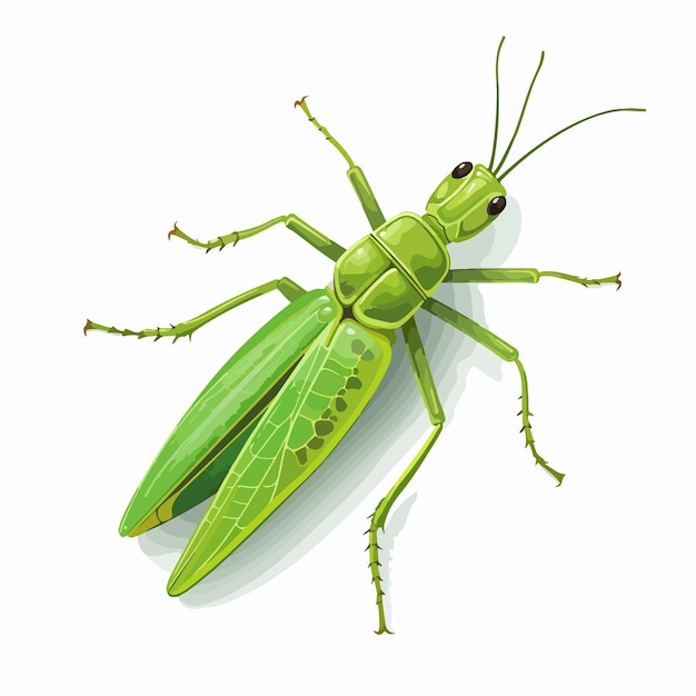 Ilustración vectorial de saltamontes verdes aislada en un fondo blanco