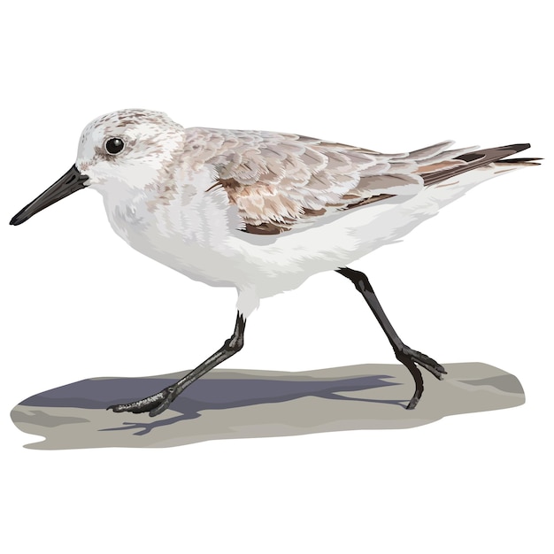 Vector ilustración vectorial de sanderling caminando por el suelo