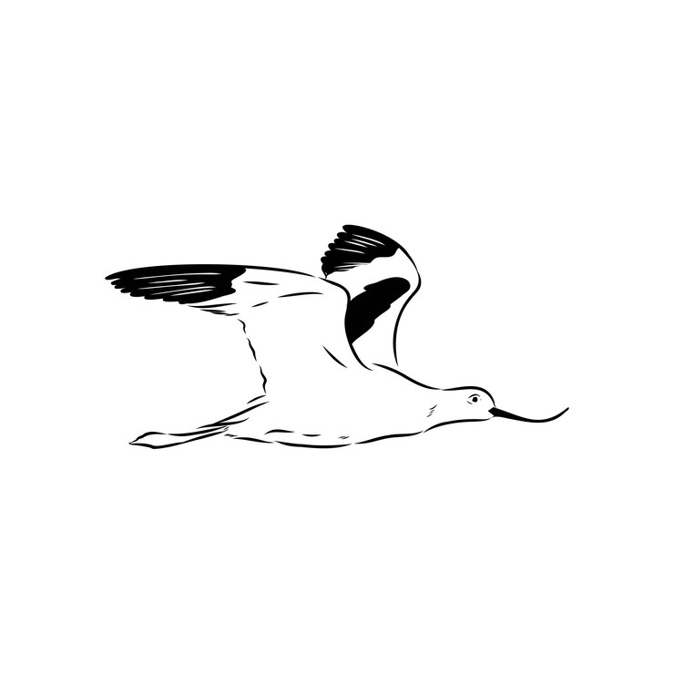 Vector ilustración vectorial de sandpiper en la playa