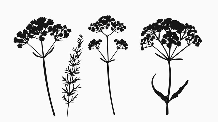 Vector ilustración vectorial de la silueta de la flor de yarrow elegante