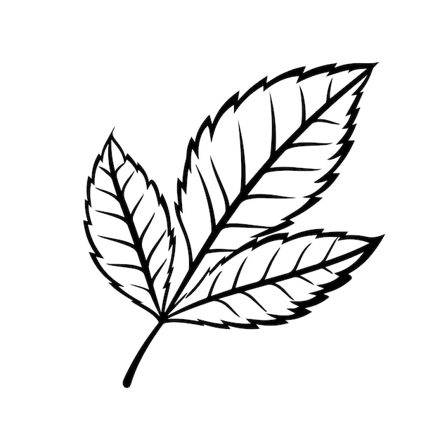 Ilustración vectorial de la silueta de la hoja Icono y signo de la siluetta de la hoja
