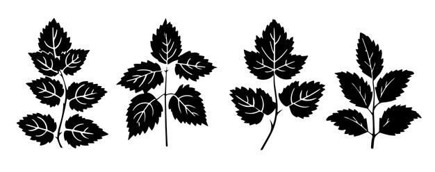 Ilustración vectorial de la silueta de las hojas de la grosella negra