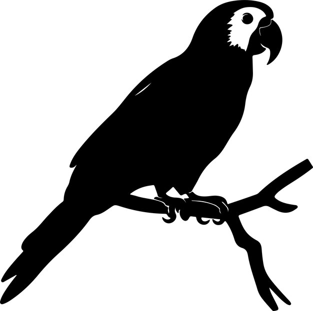 Ilustración vectorial de silueta de loro Fondo blanco