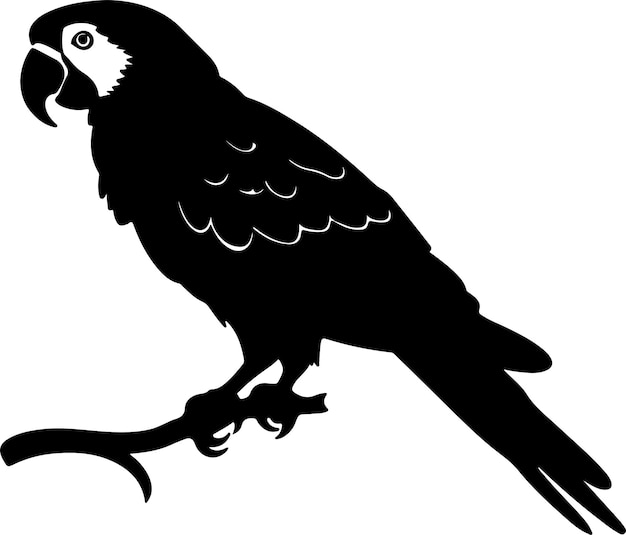 Ilustración vectorial de silueta de loro Fondo blanco