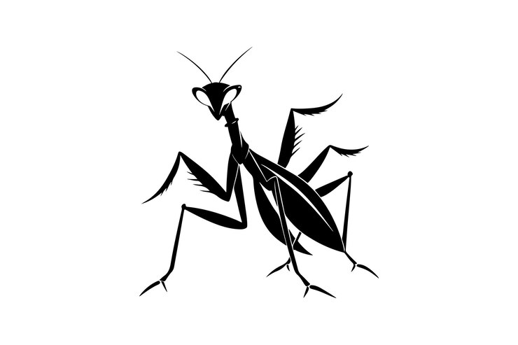 Vector ilustración vectorial de la silueta de la mantis orante