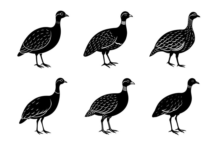 Vector ilustración vectorial de la silueta negra de andean tinamou