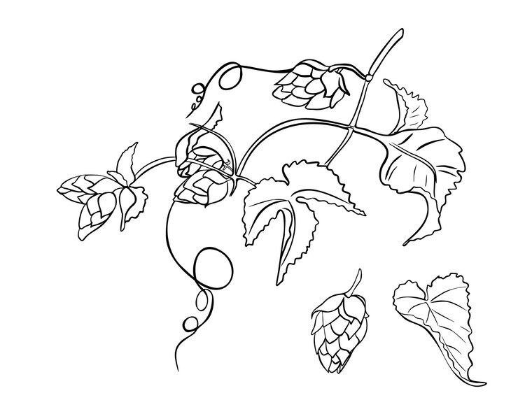 Vector ilustración vectorial de silueta negra y blanca de la planta de humulus de lúpulo aislada cone de lúpulos en hojas de rama contorno dibujado a mano en boceto botánico para diseño etiqueta de cerveza embalaje de hierbas oktoberfest