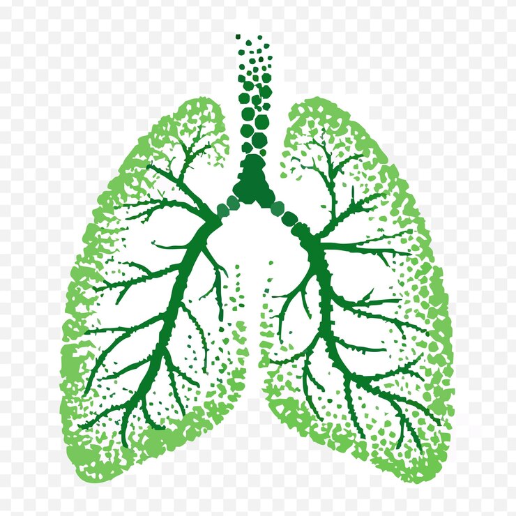 Vector ilustración vectorial de silueta punteada de pulmones sanos 2