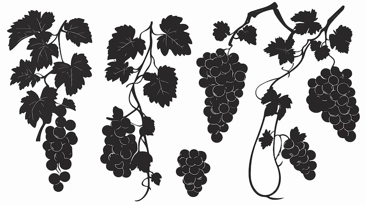 Vector ilustración vectorial de silueta de uvas elegantes sobre un fondo blanco