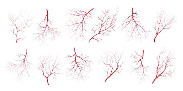 Vector ilustración vectorial de las siluetas de los vasos sanguíneos del ojo humano aislados en fondo blanco