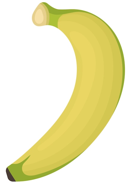 Ilustración vectorial de una sola fruta de plátano poco madura