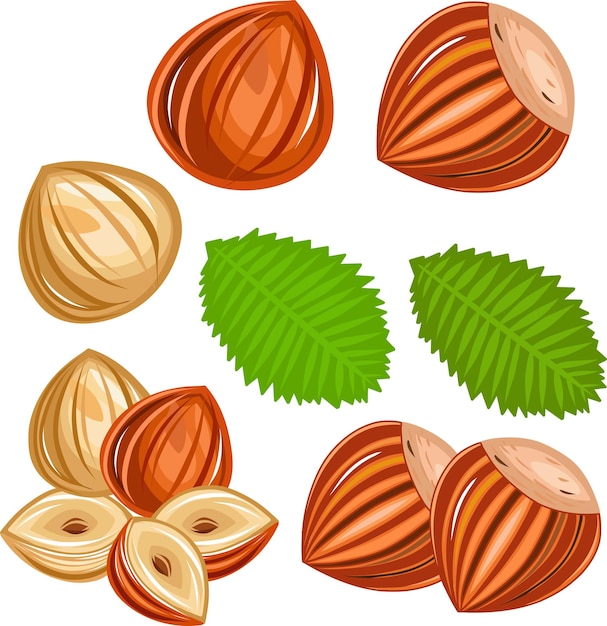 ilustración vectorial de stock de avellanas picadas.