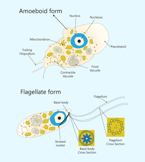 Ilustración vectorial del tipo de diseño celular del flagelado ameboide