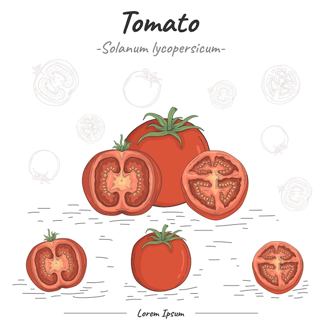 Ilustración vectorial del tomate de frutipedia