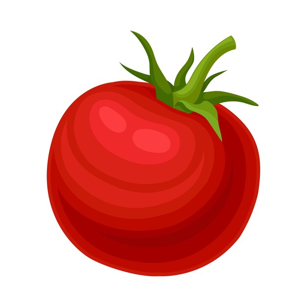 Ilustración vectorial de tomate rojo fresco y maduro, vegetal orgánico y saludable en fondo blanco