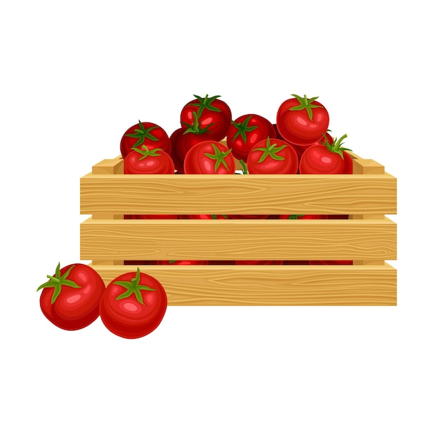 Vector ilustración vectorial de tomates maduros en cajas de madera como cosecha de productos para la fabricación de ketchup