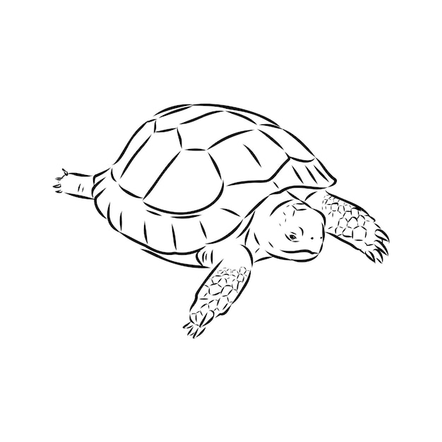 Ilustración vectorial de la tortuga de tierra asiática