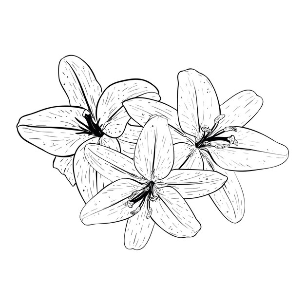 Ilustración vectorial de tres flores de lirio en plena floración mirándonos Contorno negro de dibujo gráfico de pétalos Para postales diseño decoración impresiones carteles pegatinas souvenirs tatuajes sellos