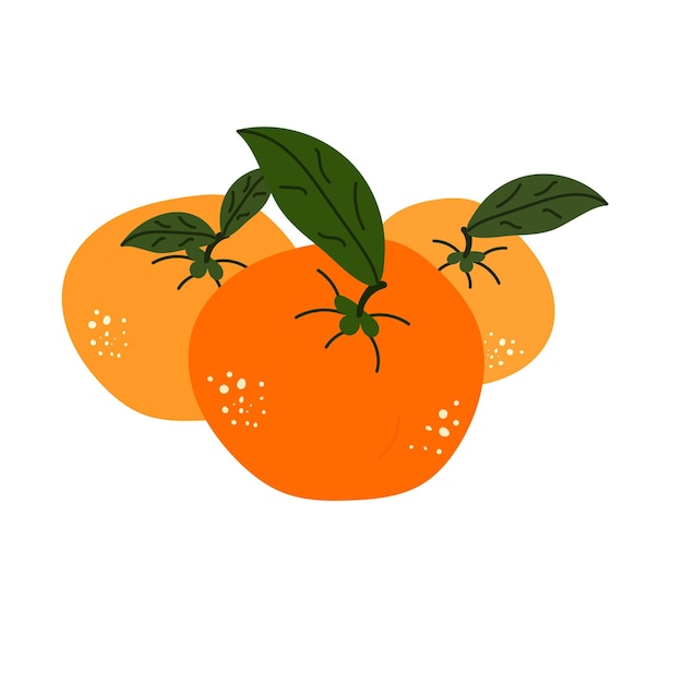 ilustración vectorial de tres mandarinas sobre un fondo aislado