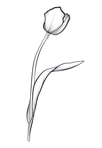 Ilustración vectorial de tulipanes dibujada a mano en blanco y negro