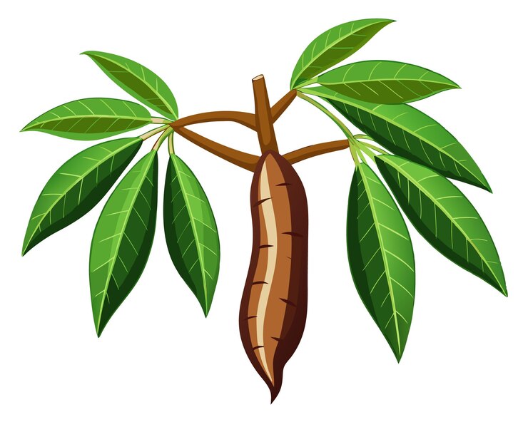 Vector una ilustración vectorial ultra realista de la yuca