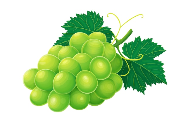 Ilustración vectorial de uva aislada sobre un fondo blanco
